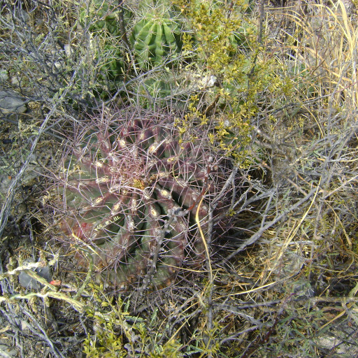 Ferocactus Hamatacanthus