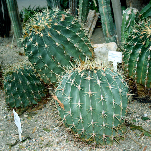 Ferocactus Histrix