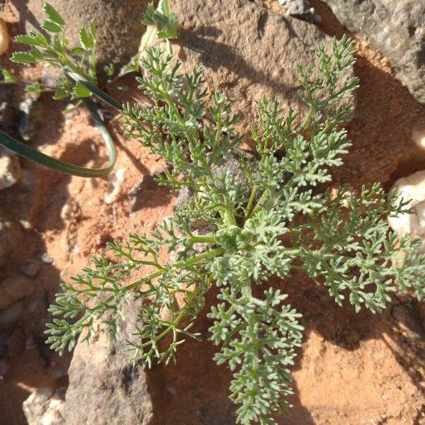 Ferula Roots Ferula Longipes Care Guide: Water, Soil & Propagation - Plantiary