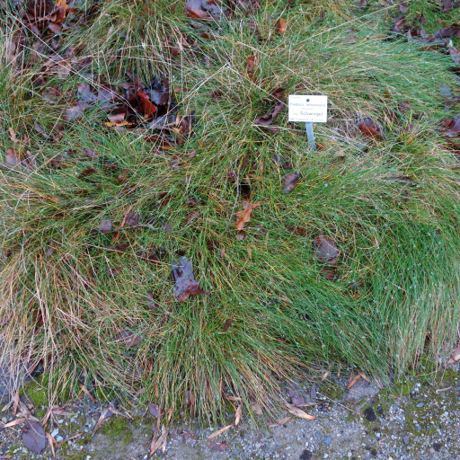 Festuca Armoricana