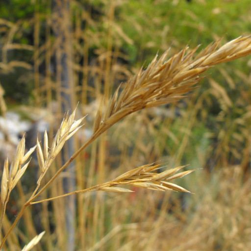 California Fescue