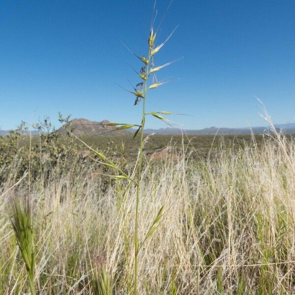 Festuca Microstachys