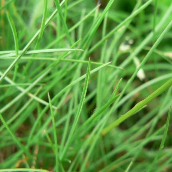 Festuca Nigrescens