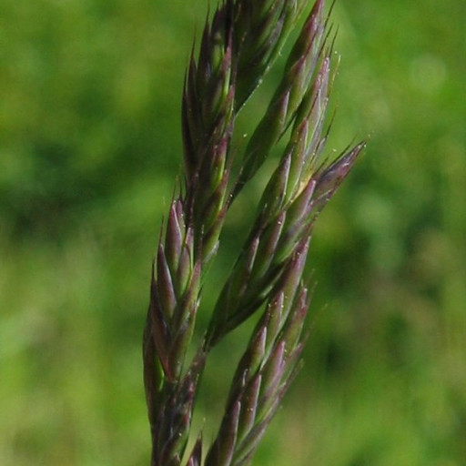 Red Fescue