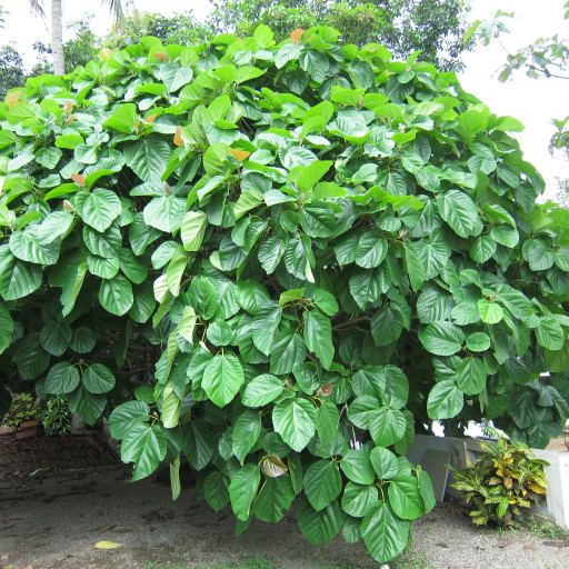 Ficus Auriculata