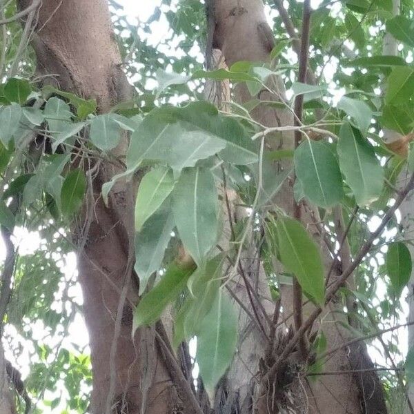 Ficus Caulocarpa