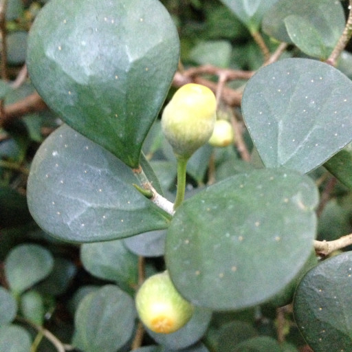 Ficus Deltoidea