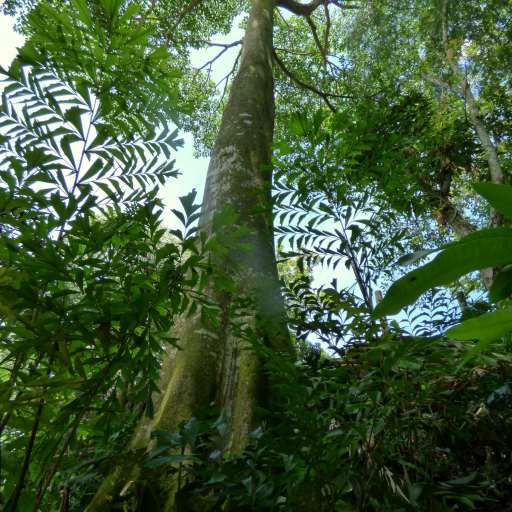 Wild Fig