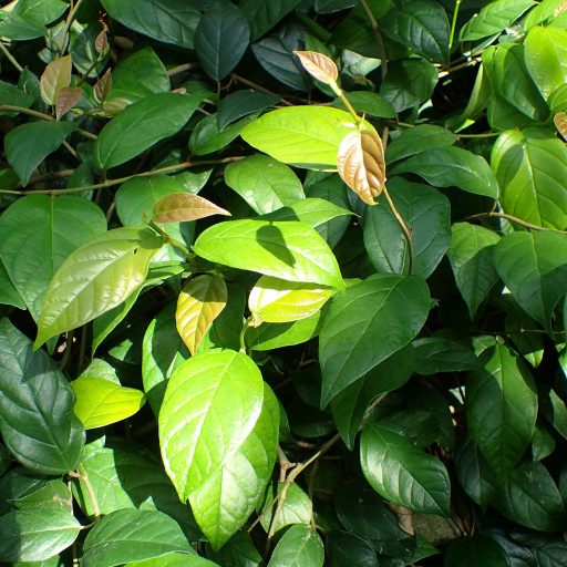 Ficus Sagittata