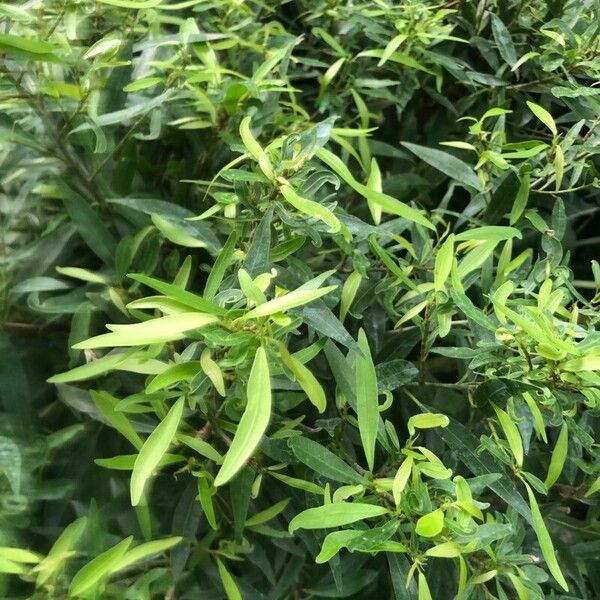 Ficus Salicaria