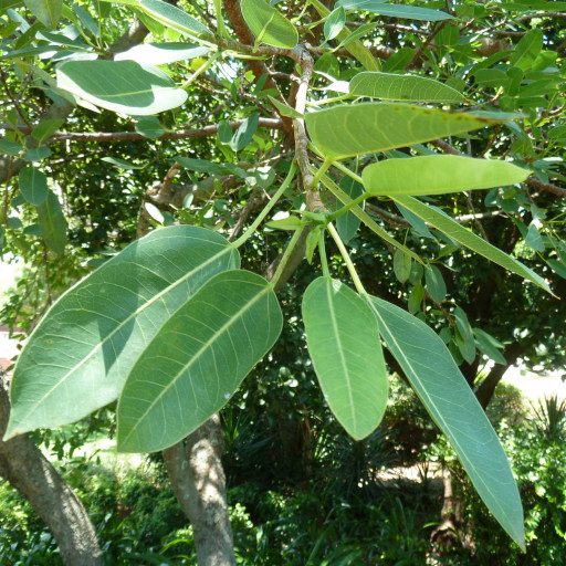 Ficus Salicifolia