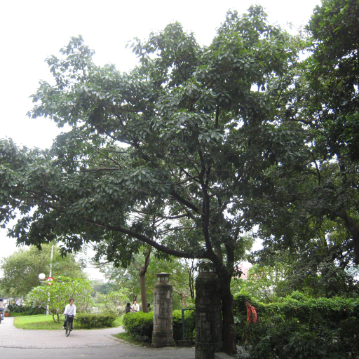 Ficus Subpisocarpa