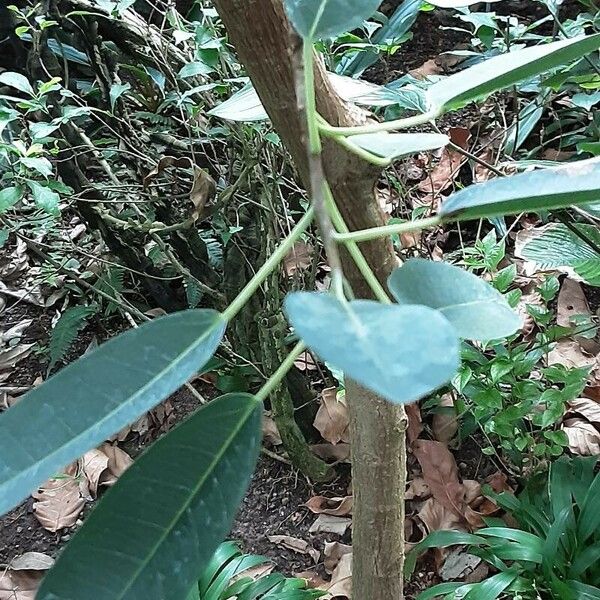 Subulate Ficus Ficus Subulata Plant Care & How to Grow, Water