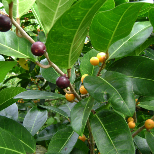 Ficus Tinctoria