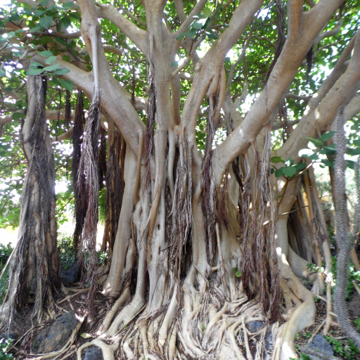 Ficus Vasta