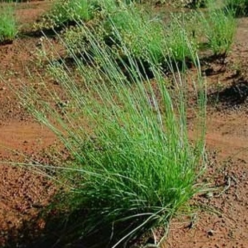 Fimbristylis Dichotoma