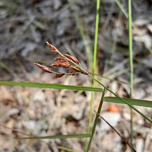 Fimbristylis Squarrosa
