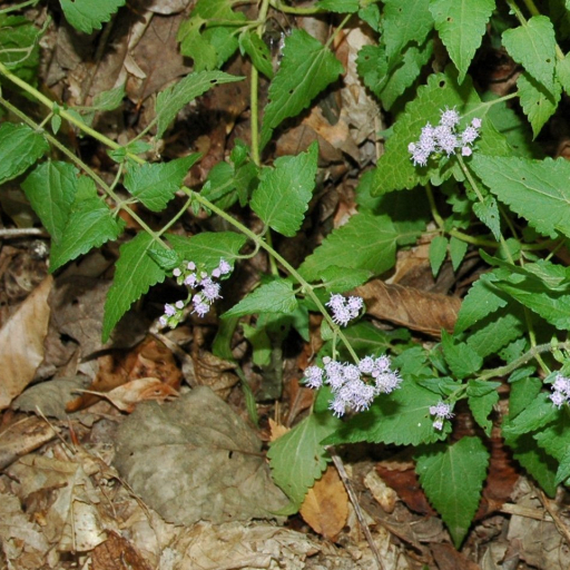 Fleischmannia Incarnata