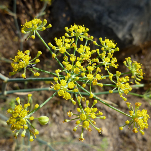 Foeniculum Vulgare