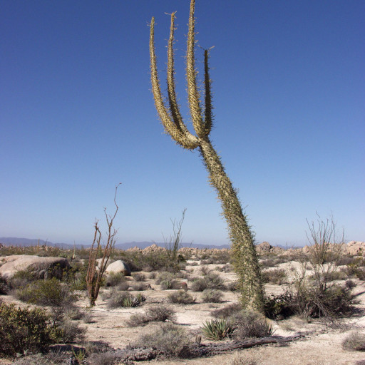 Fouquieria Columnaris