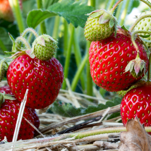 Fragaria