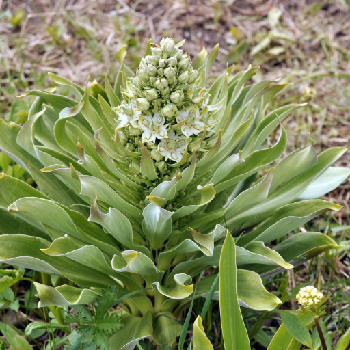 Frasera Speciosa