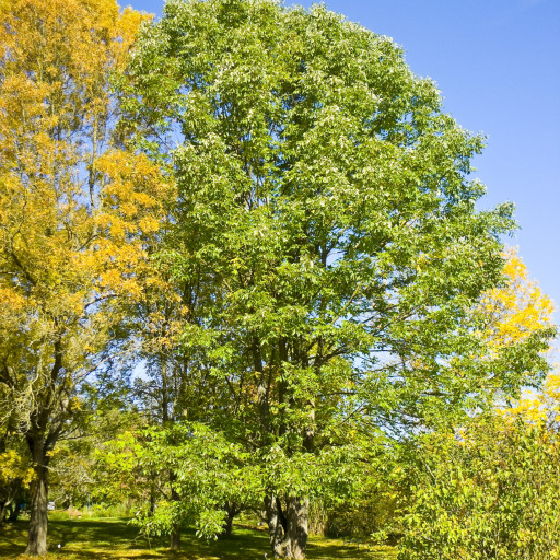 Fraxinus Americana