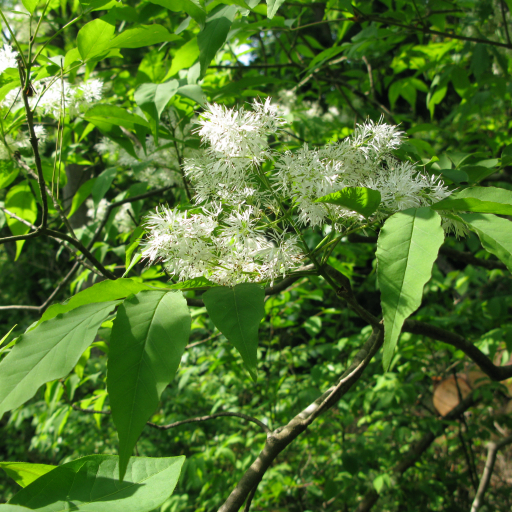 Fraxinus Sieboldiana