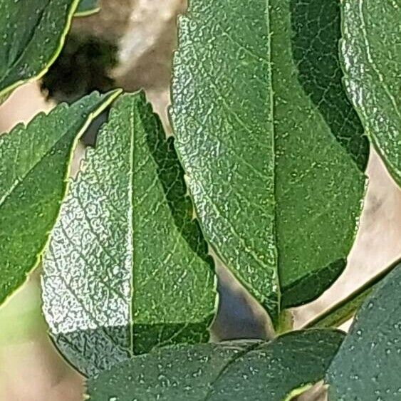 Fraxinus Xanthoxyloides