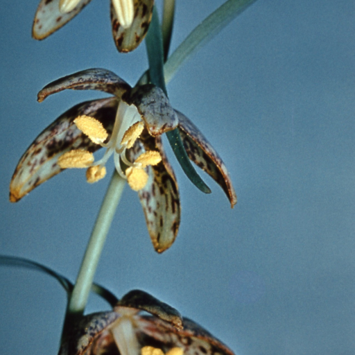 Fritillaria Atropurpurea