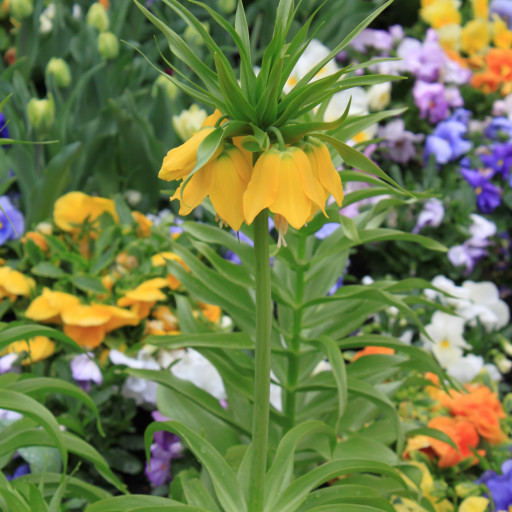 Fritillaria Imperialis