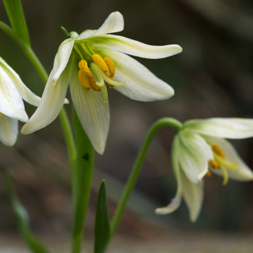 Fritillaria Liliacea