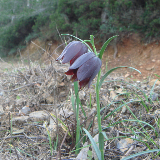 Fritillaria Lusitanica