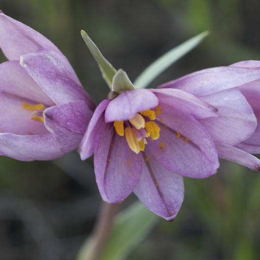 Fritillaria Pluriflora