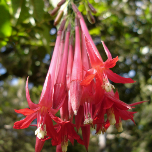 Fuchsia Boliviana