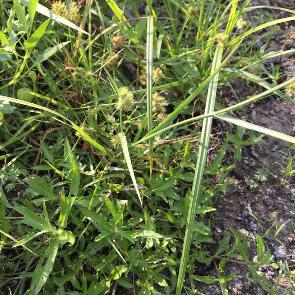 Western Umbrella-sedge