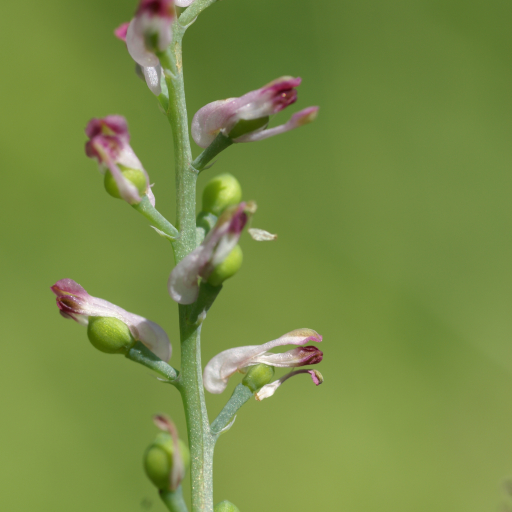 Fumaria Vaillantii