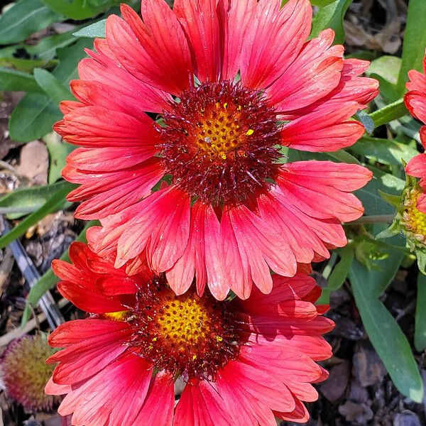 Gaillardia Amblyodon