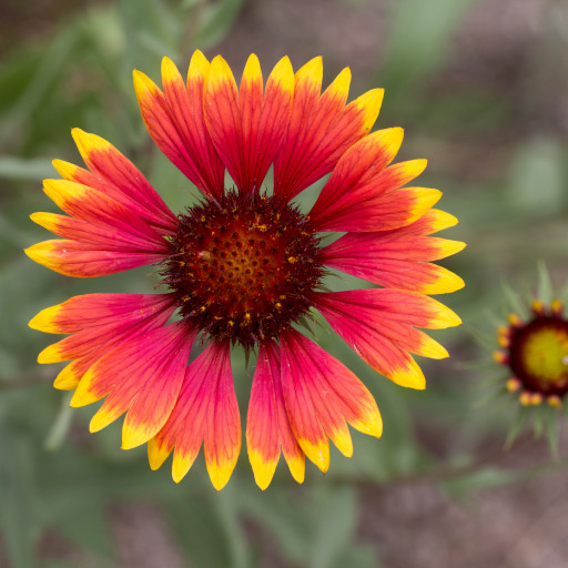 Gaillardia