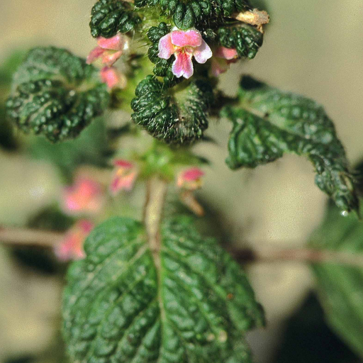 Galeopsis Bifida
