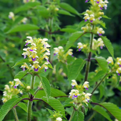 Galeopsis Speciosa