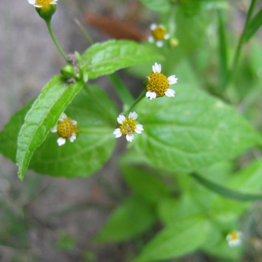 Gallant Soldier Galinsoga Parviflora Plant Care How To Grow Water