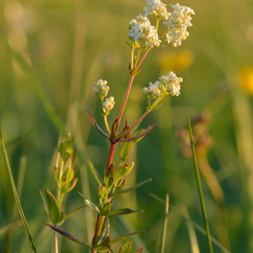Galium Boreale