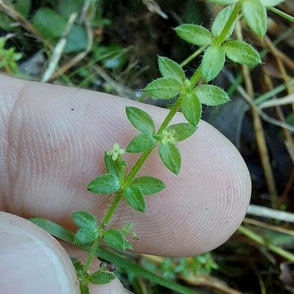 Humile Galium Humile Care Guide: Water, Soil & Propagation - Plantiary
