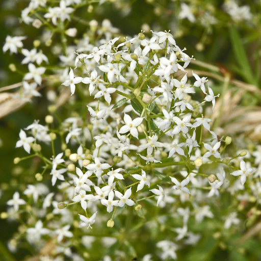 Galium Mollugo