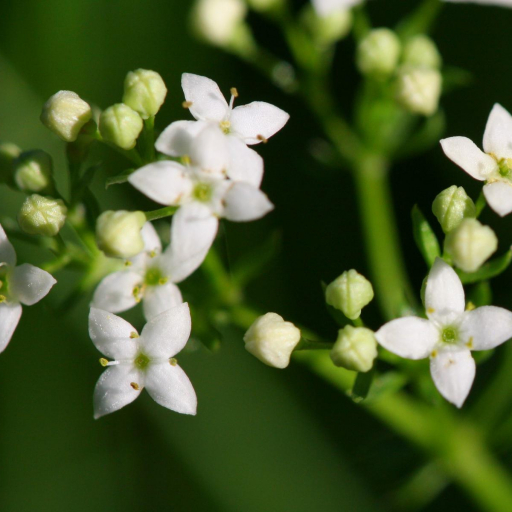 Galium Saxatile