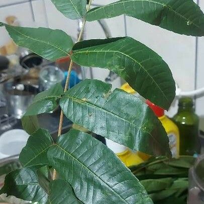 Gallesia Integrifolia