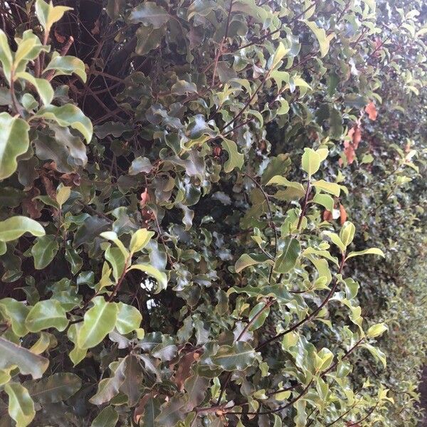 Galpinia Transvaalica