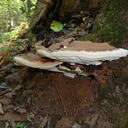 Ganoderma Applanatum
