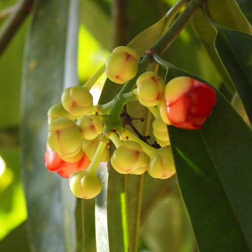 Garcinia Atroviridis